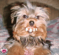 /album/photogallery/drole-de-chien-1-gif/